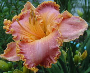   . Spacecoast Starburst. 