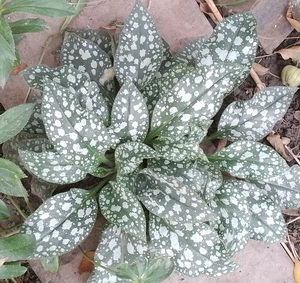   (Pulmonaria, ,  ).