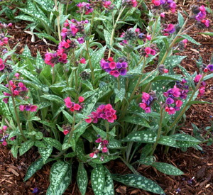 Медуница сахарная (Pulmonaria, пульмонария, легочная трава). Медуница сахарная (Pulmonaria, пульмонария, легочная трава).