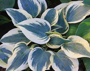  . Blue Ivory