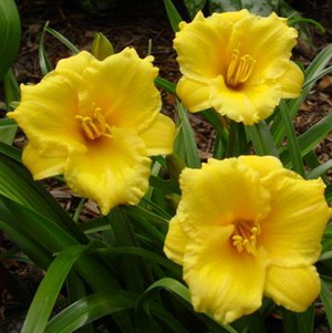    . Stella de Oro.