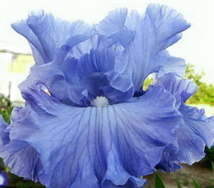   . Metolious Blues