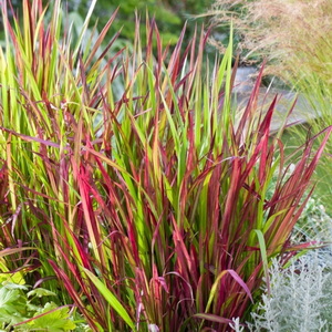 Императа Ред Барон. Imperata Red Baron Императа Ред Барон. Imperata Red Baron
