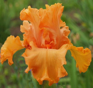   . Orange King