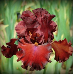   . Raptore Red.