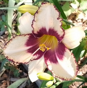  c .