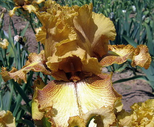   . Spiced Lemon