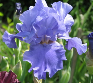   . Blue Temptation
