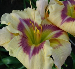   . Violet Explosion