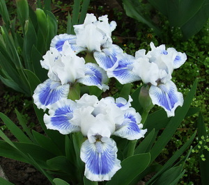     . Big Blue Eyes