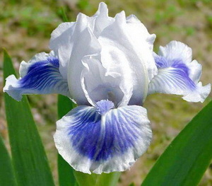     . Big Blue Eyes