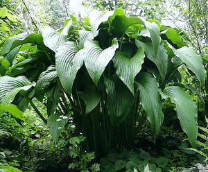 ����� ����� ������. Jade Cascade