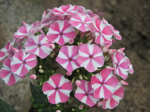  . Peppermint Twist.