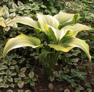  . Aureomarginata