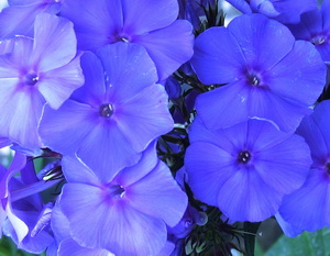   .Blue Paradise.