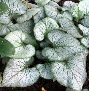 Брунера низкорослая Брунера низкорослая