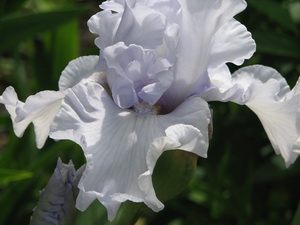   . Dural Snowflake