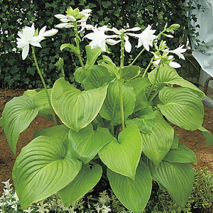  . Hosta Plantaginea.