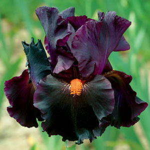   . Dracula’s kiss